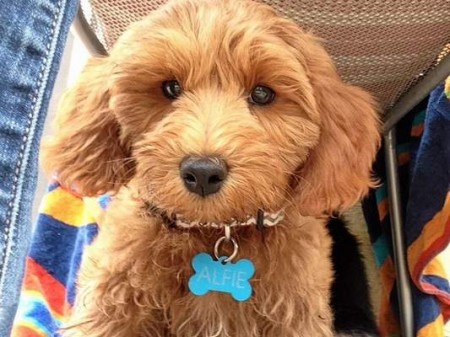 A university team of physicians, veterinarians and animal behaviorists has begun training a pair of very special canines to sniff out cancer. One of the 4-month-old puppies is Alfie, a Labradoodle. months old. 