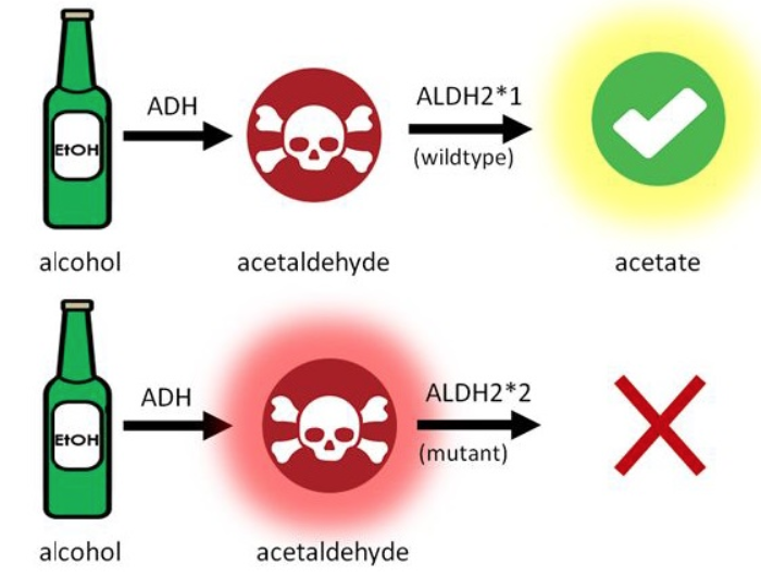 Alcohol Flushing Syndrome Oral Cancer News