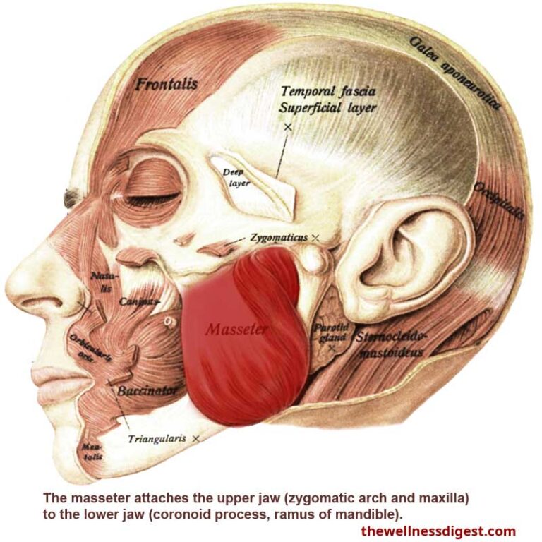 scientists-discover-new-layer-of-the-masseter-muscle-study-oral